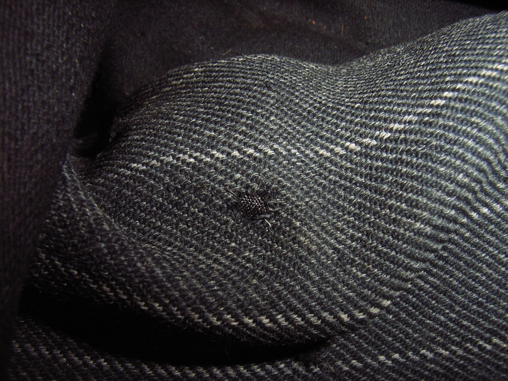 Pantalone dopo il restauro